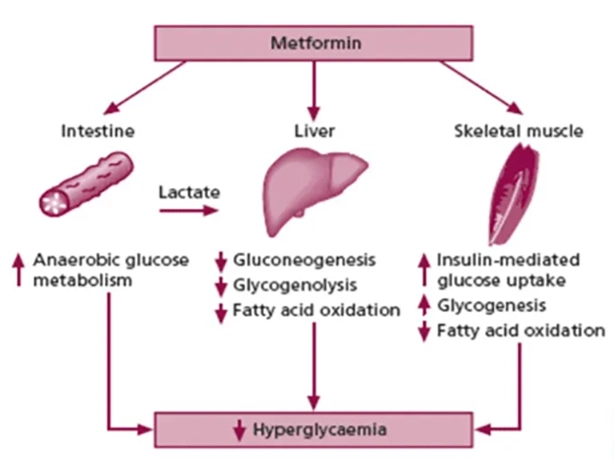 Mengenal metformin obat diabetes melitus